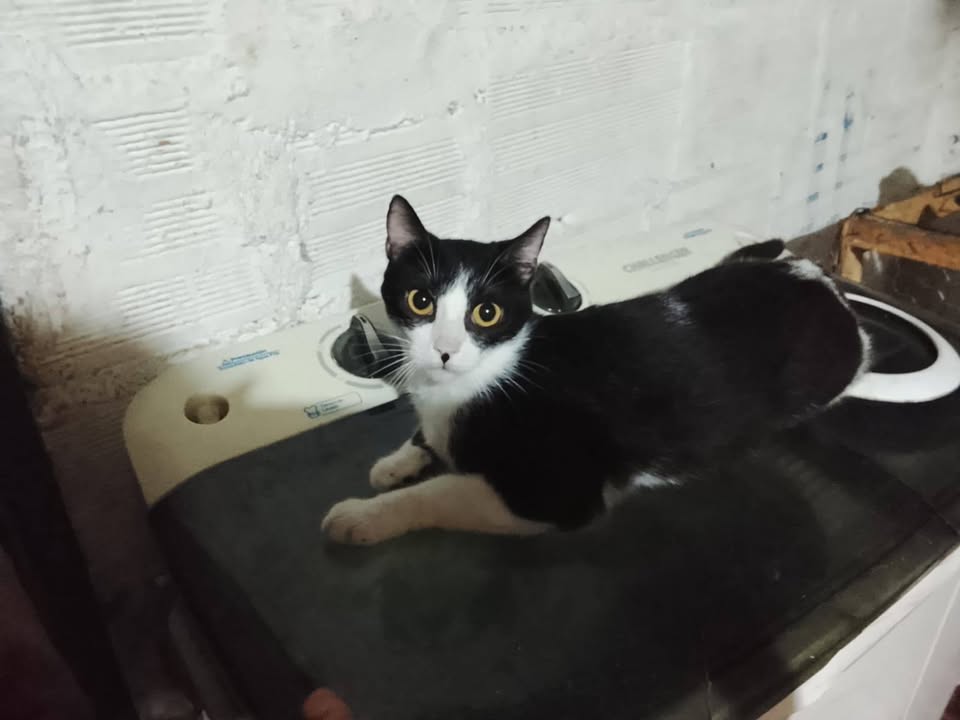 11 Gatitos Buscan Hogar Responsable en Amagá, Antioquia 