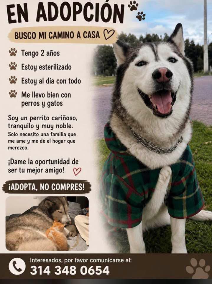 Adopción de perrito husky en Acacías, Meta 