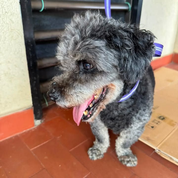 Perrito encontrado en Bella Suiza, Cali 