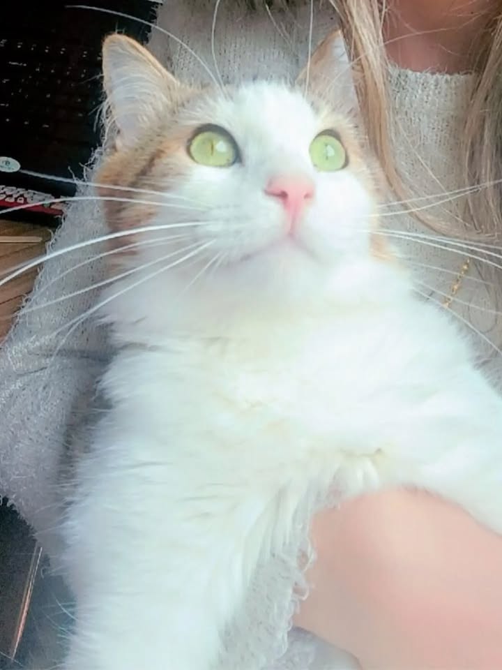 Seguimiento de Adopciones de Gato Fénix en Bogotá 