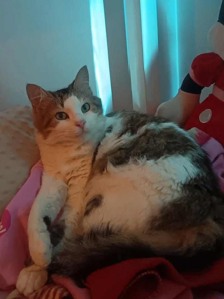 Seguimiento de Adopciones de Gato Fénix en Bogotá 