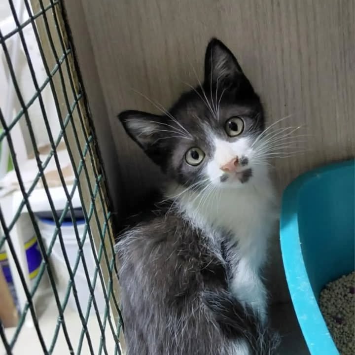 Hermosos michis buscan hogar en Pereira 