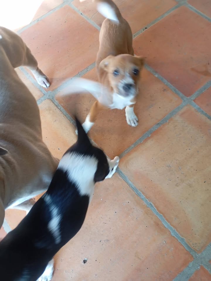 Cachorros abandonados en Amagá, Antioquia buscan hogar 