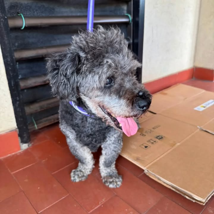 Perrito encontrado en Bella Suiza, Cali 