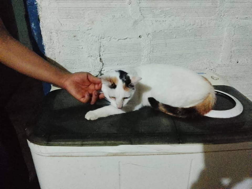 11 Gatitos Buscan Hogar Responsable en Amagá, Antioquia 