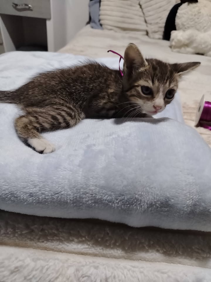 Adopción Gatitos y Perros en Bogotá 