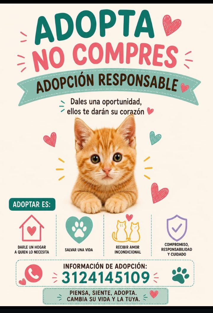 Gato Anaranjado En Adopción Responsable en Neira, Caldas 
