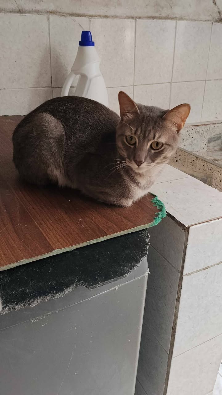 Gatitos en adopción en Pereira, Risaralda 