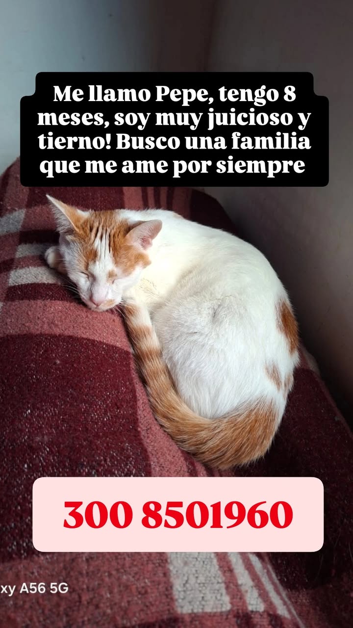 Gato Pepe busca familia en Medellin 