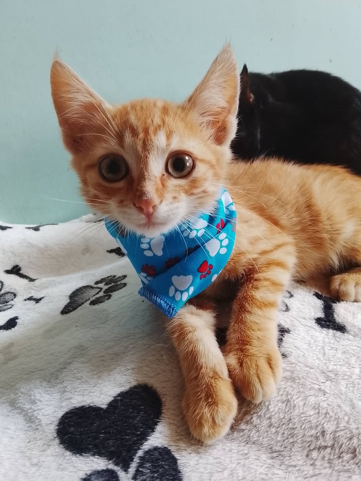 Gato anaranjado de dos meses y medio en adopción en Neira, Caldas 