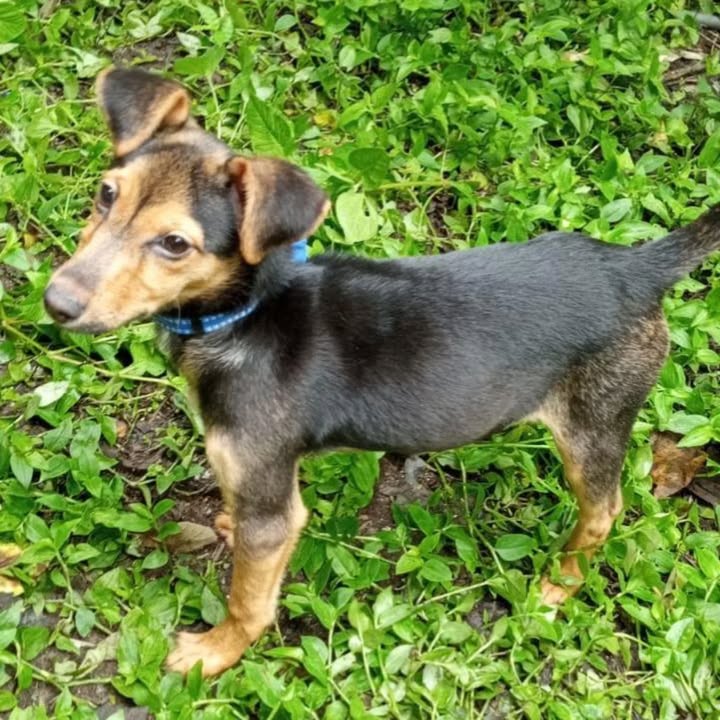 Cachorrita de 4 meses busca hogar en Pereira 