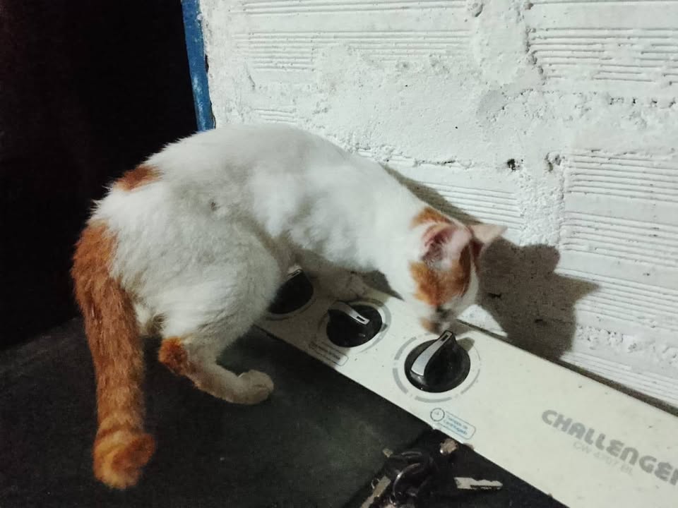 11 Gatitos Buscan Hogar Responsable en Amagá, Antioquia 