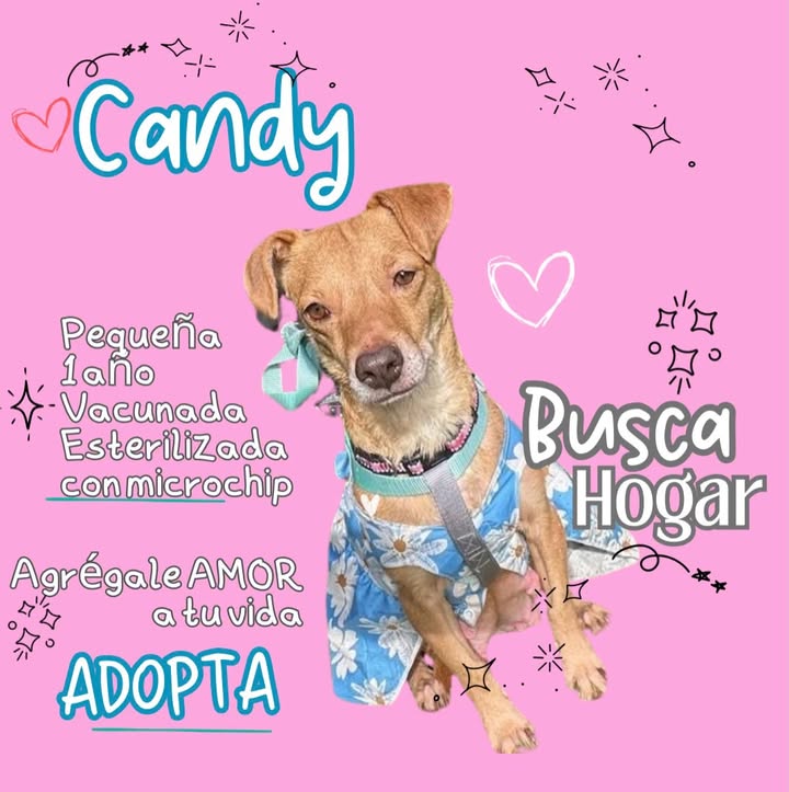 Adopta a Candy, perrita juguetona y vacunada en Bogotá 