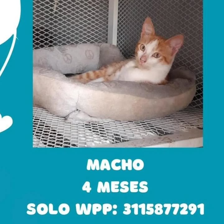 Gato Macho en Adopción en Pereira, Risaralda 