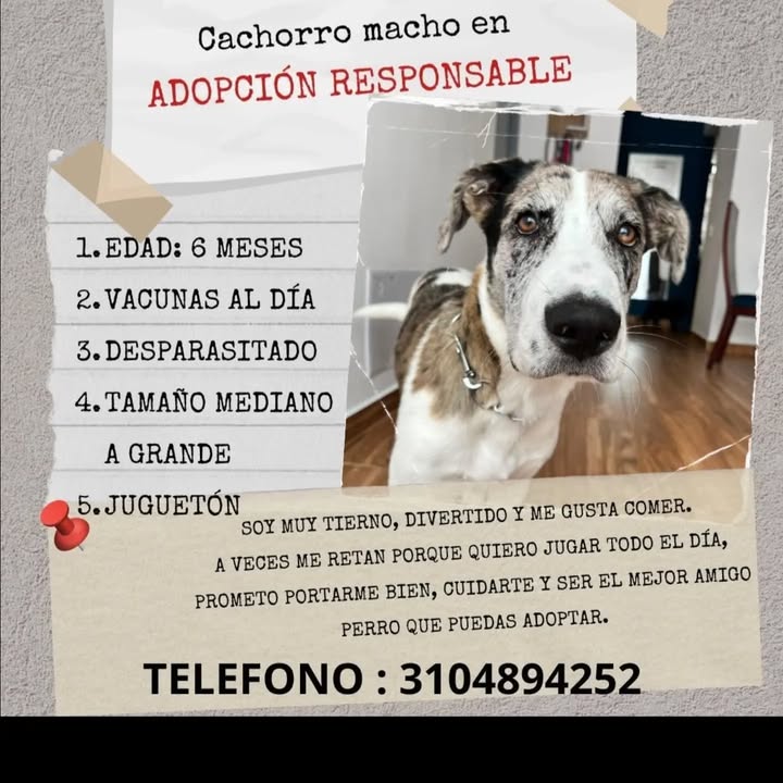 Adopción de cachorro juguetón y cariñoso en Pereira 