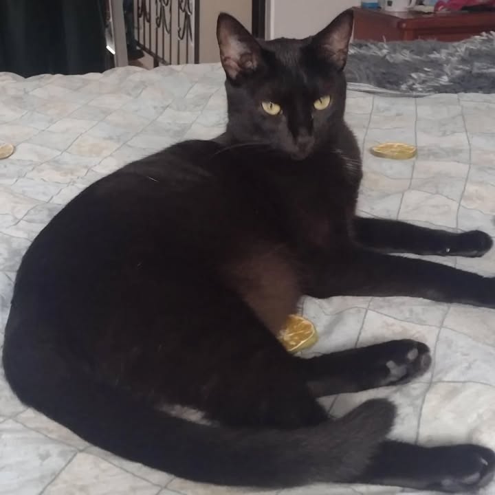 Gata negra de 1 año en adopción en Pereira 
