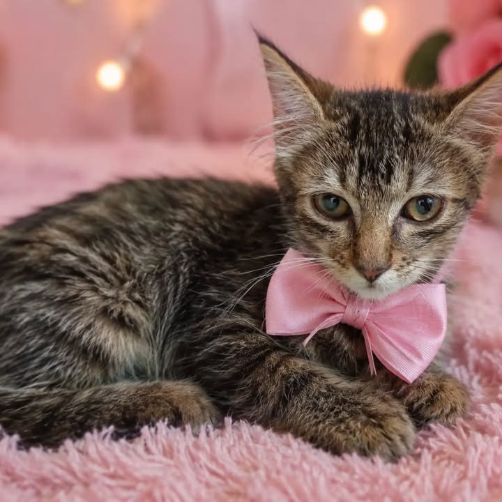 Gatos en adopción en Pereira, Risaralda 