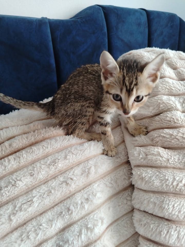 Gatitos en Adopción Bogotá 