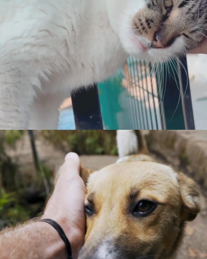 Adopta un peludo en Bogotá: cachorros y animales de compañía buscan hogar 