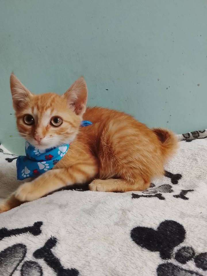 Gatito naranja en adopción 