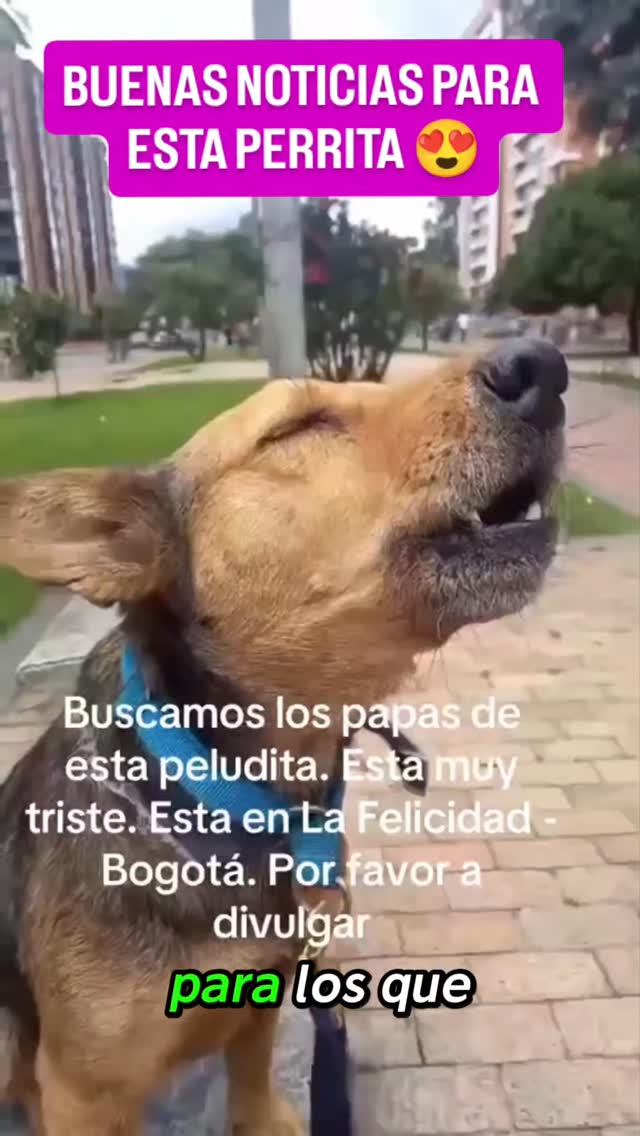 Perra encontrada y adoptada en La Felicidad, Bogotá 