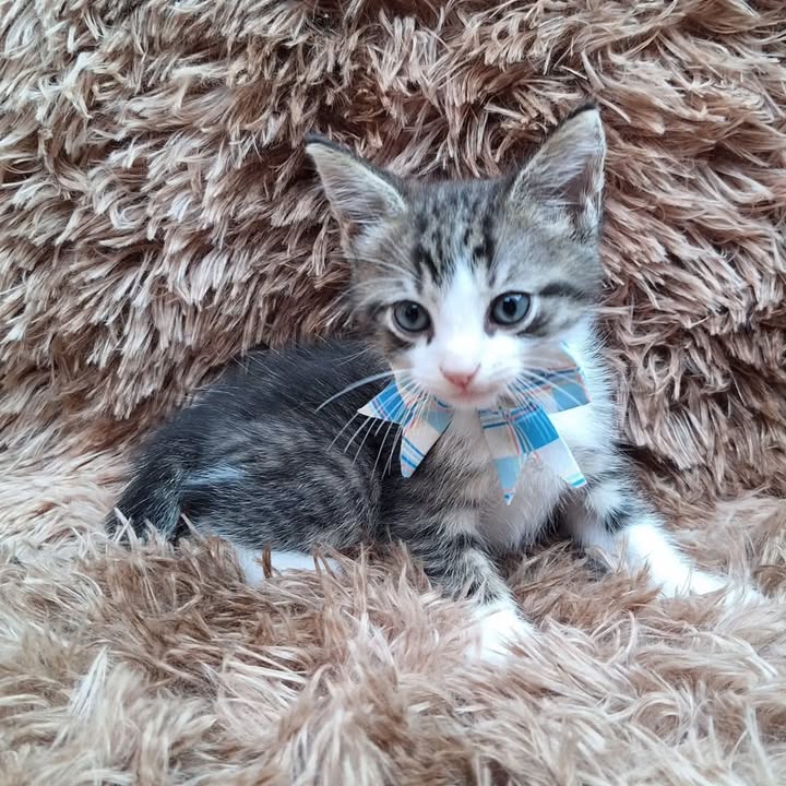 Gatitos en adopción responsable en Pereira 