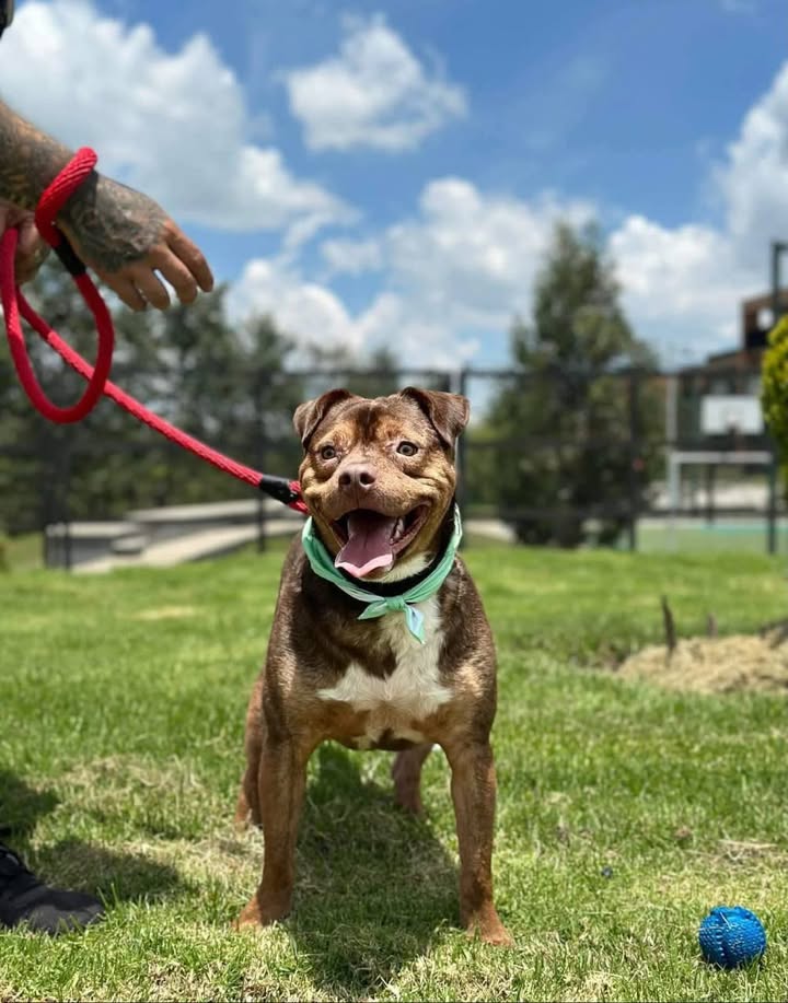 Max, perro juguetón y amoroso en adopción en Bogotá 