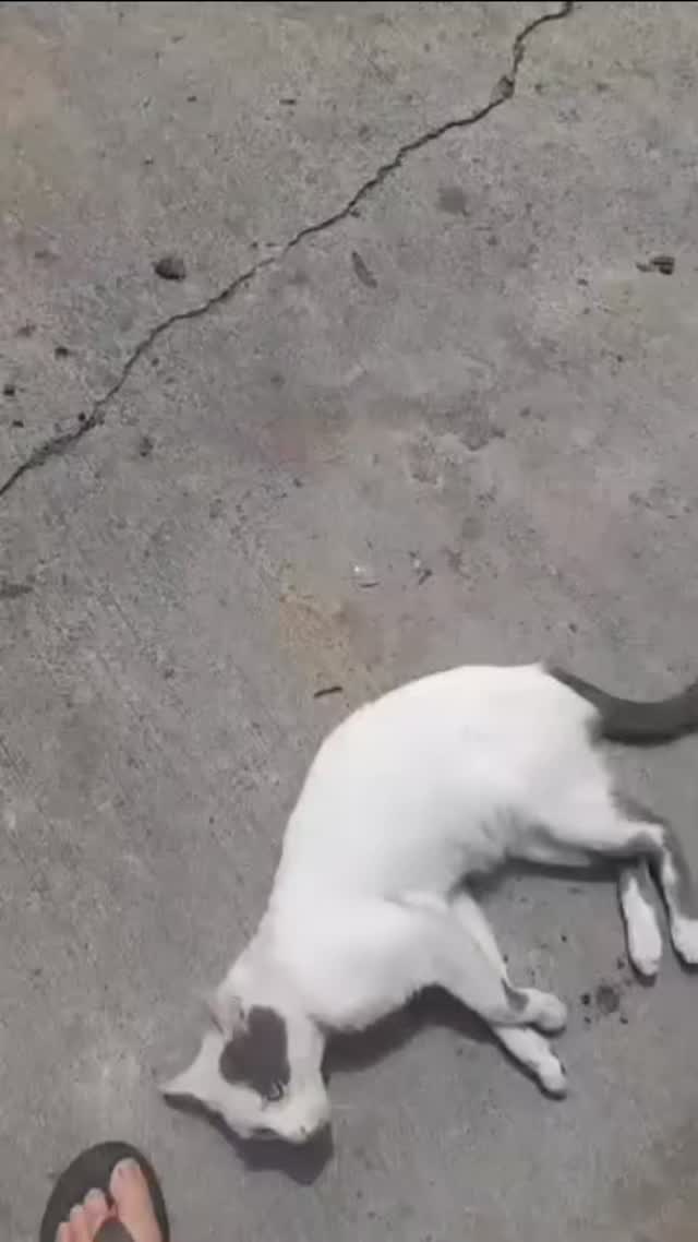 Gato en adopción en Pereira 