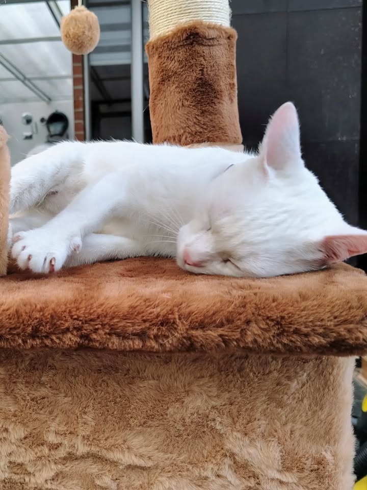 Gatos Miky y Tutty en Adopción Bogotá Colombia 