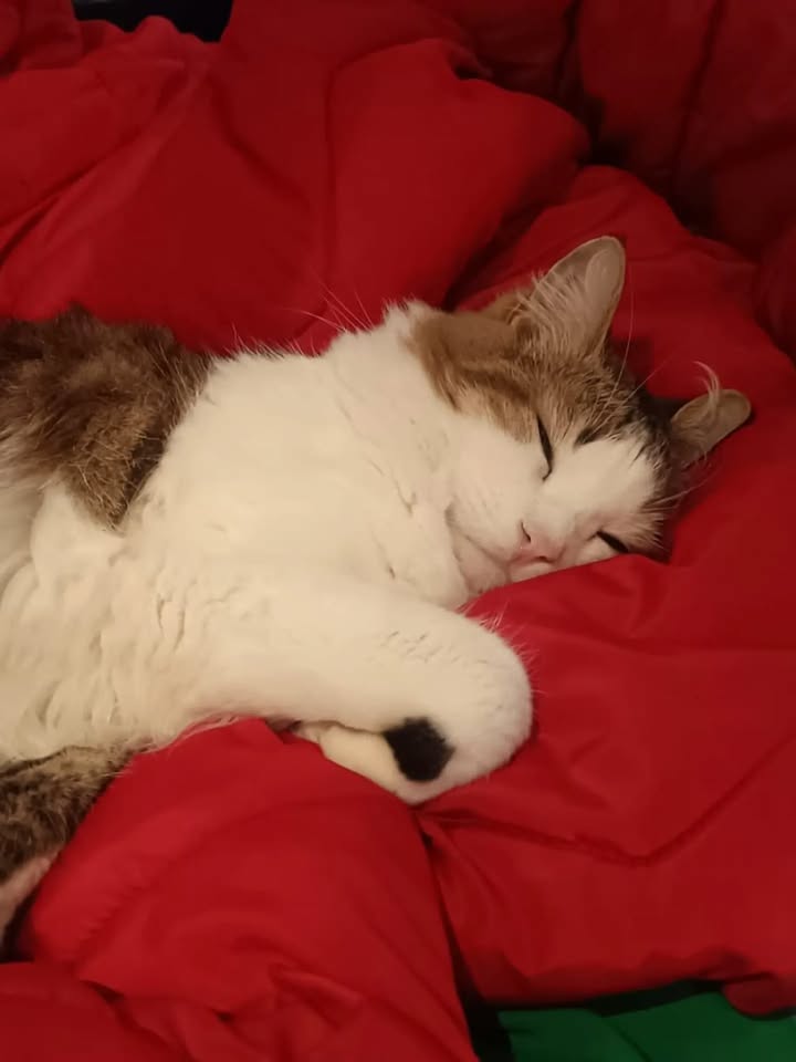 Seguimiento de Adopciones de Gato Fénix en Bogotá 