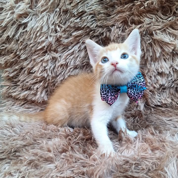 Gatitos en adopción responsable en Pereira 