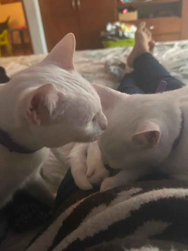 Gatos Miky y Tutty en Adopción Bogotá Colombia 