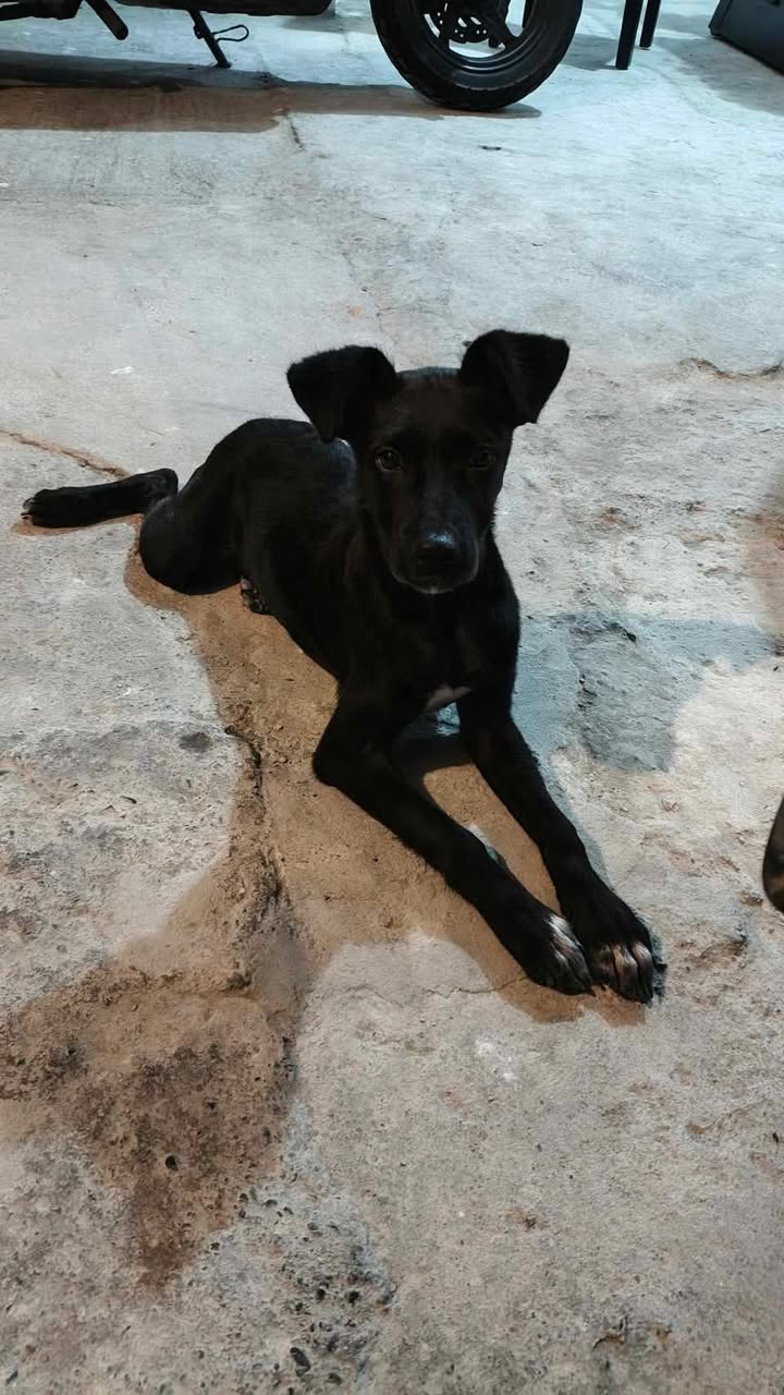 Perra negra encontrada en Tuluá, Valle del Cauca 