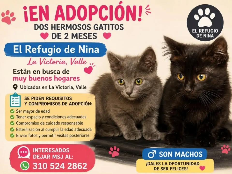 Gatitos en Adopción en Pereira, Risaralda 