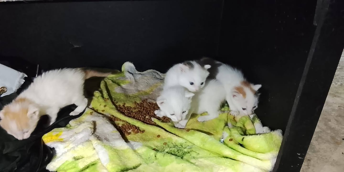 11 Gatitos Buscan Hogar Responsable en Amagá, Antioquia 