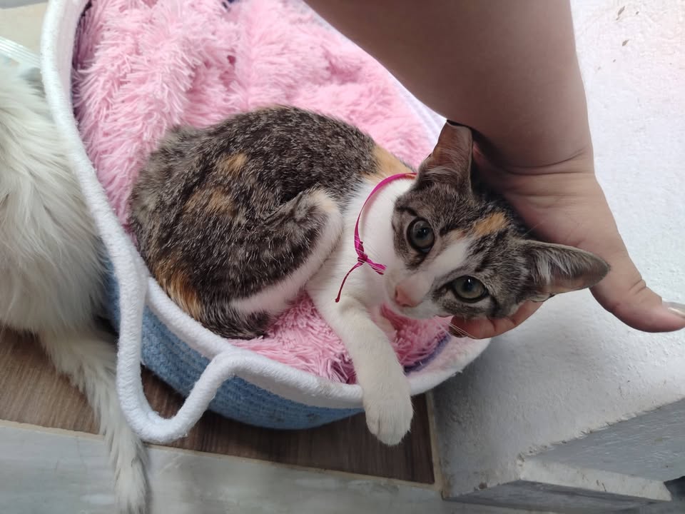 Adopción Gatitos y Perros en Bogotá 