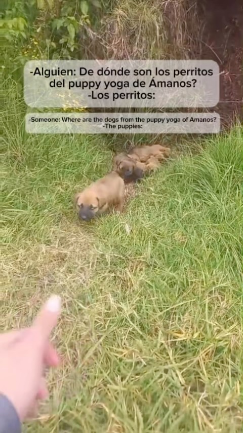 Clases de Puppy Yoga con Perritos Rescatados en Bogotá 