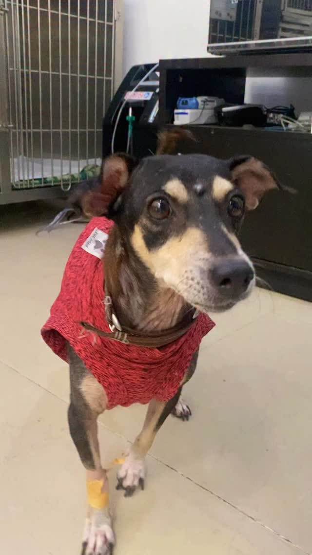Hogar de paso urgente para Patty Pimienta en Bogotá 