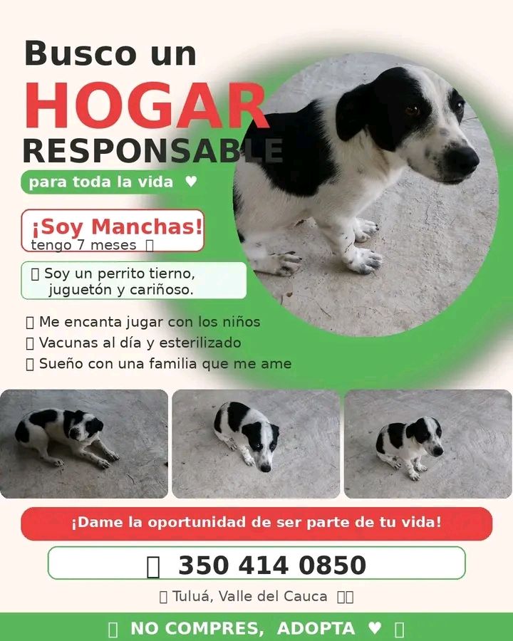 Perro Macho de 7 meses en adopción en Tuluá 