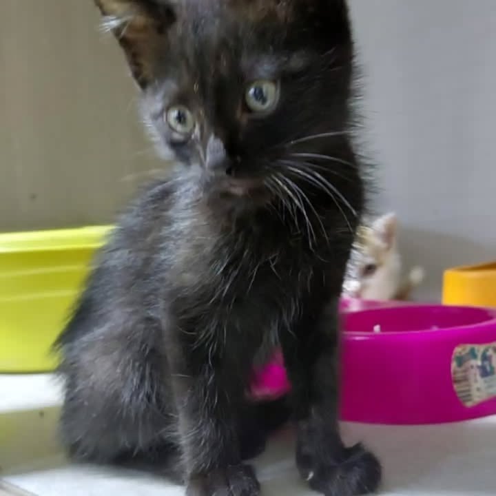 Hermosos michis buscan hogar en Pereira 