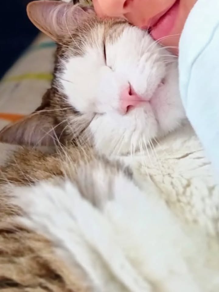 Seguimiento de Adopciones de Gato Fénix en Bogotá 