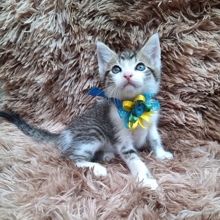 Gatitos en adopción responsable en Pereira 