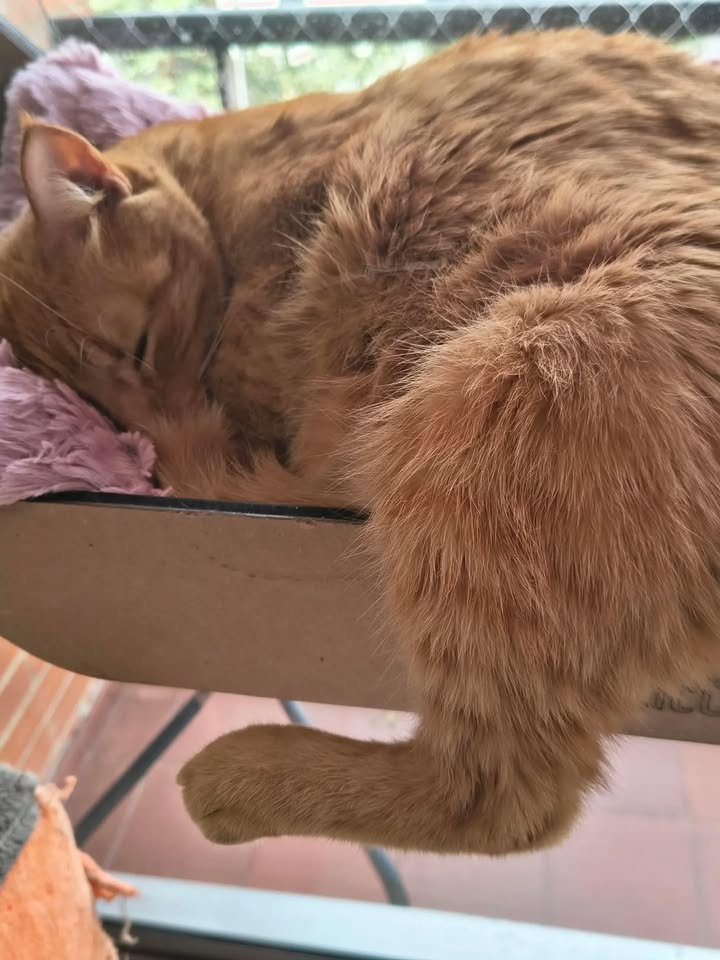 Gato naranja celebra dos años en su hogar en Bogotá 