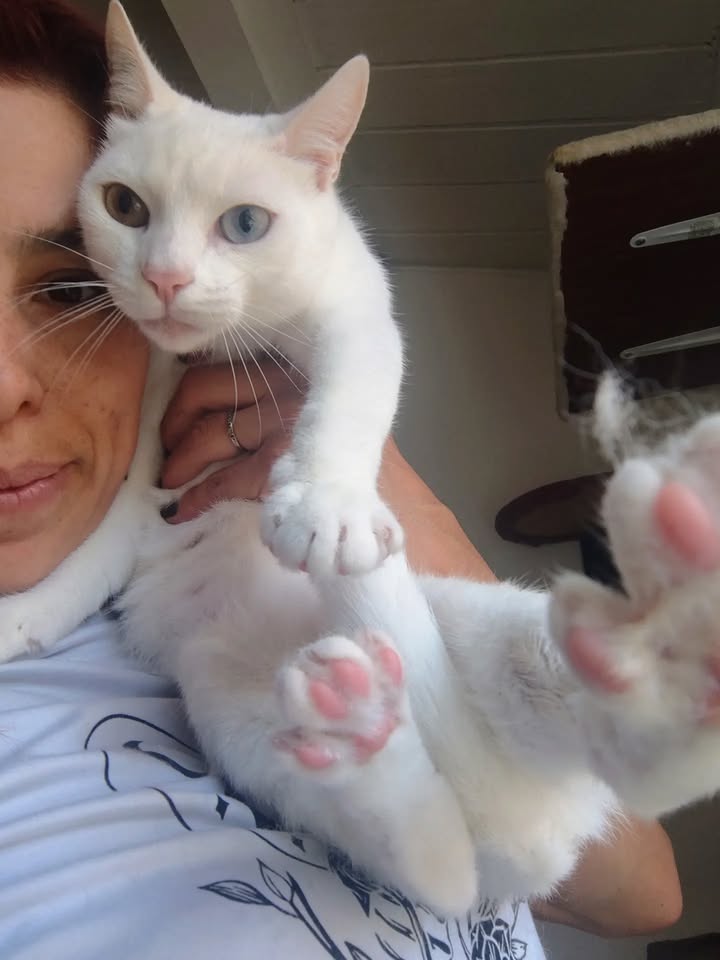 Gatos Miky y Tutty en Adopción Bogotá Colombia 