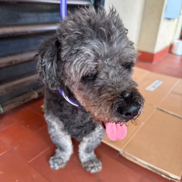 Perrito encontrado en Bella Suiza, Cali 