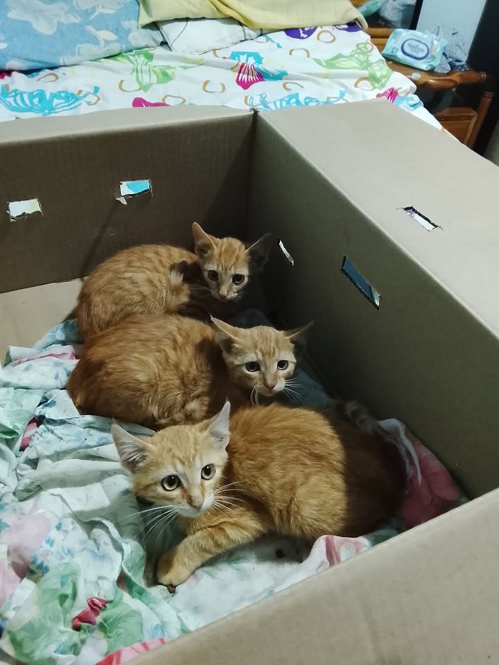 Cachorros machos y hembra en adopción en Neira, Caldas 