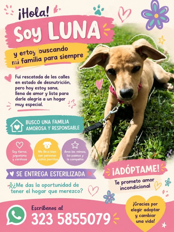 Adopción de LUNA, perra en Pereira 
