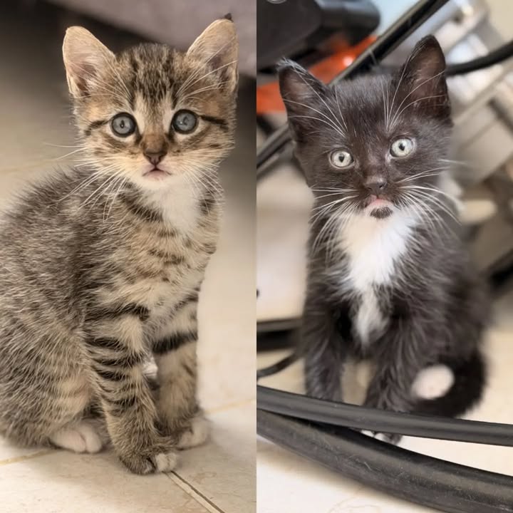 Hermanitos machos en adopción en Pereira 