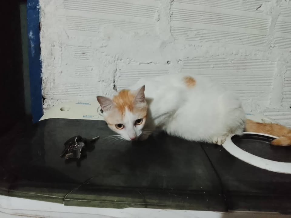 11 Gatitos Buscan Hogar Responsable en Amagá, Antioquia 