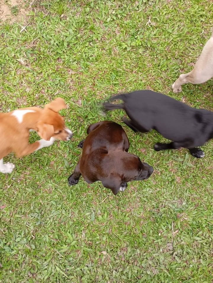 Cachorros abandonados en Amagá, Antioquia buscan hogar 